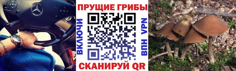 Галлюциногенные грибы Psilocybine cubensis  Магас 